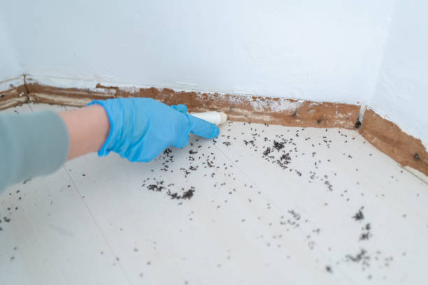 Flea Control Services in Ardmore, AL